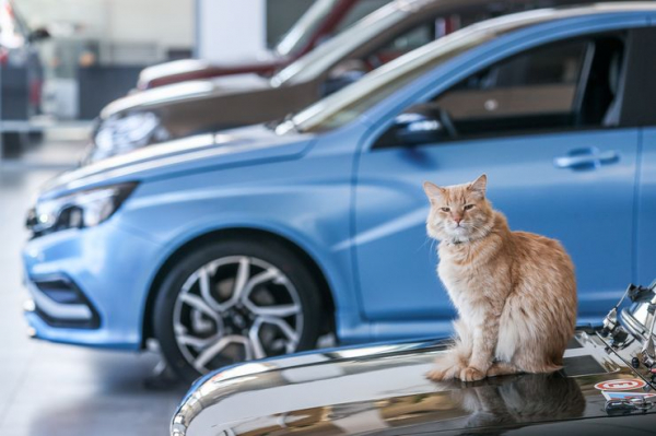 Дохлый номер: почему загибается &laquo;серый&raquo; импорт автомобилей в Россию