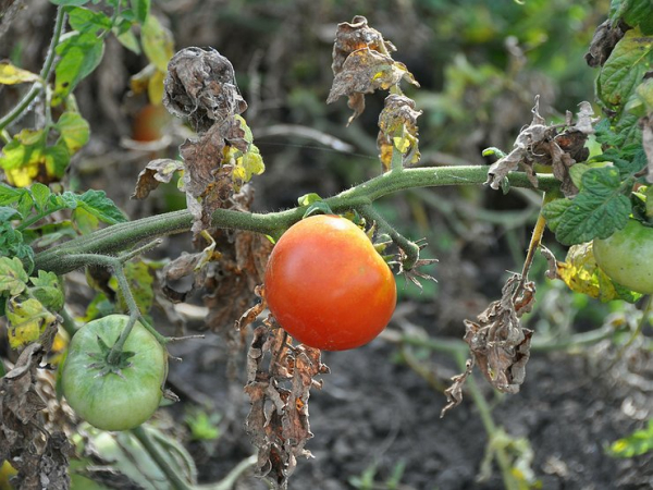 Тушите свет: как рекордная засуха окончательно добьет европейский автопром