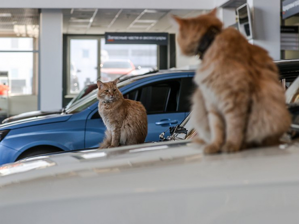 Убойный знак: когда пора брать машину за любые деньги